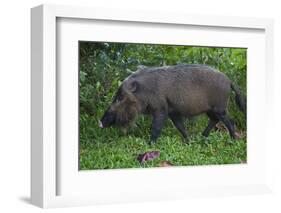 A Bornean Bearded Pig (Sus Barbatus)-Craig Lovell-Framed Photographic Print