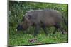 A Bornean Bearded Pig (Sus Barbatus)-Craig Lovell-Mounted Photographic Print