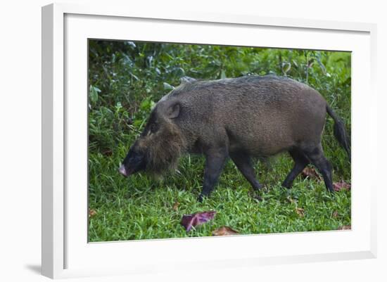 A Bornean Bearded Pig (Sus Barbatus)-Craig Lovell-Framed Photographic Print