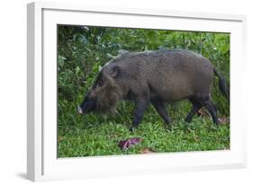 A Bornean Bearded Pig (Sus Barbatus)-Craig Lovell-Framed Photographic Print