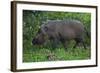 A Bornean Bearded Pig (Sus Barbatus)-Craig Lovell-Framed Photographic Print