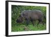 A Bornean Bearded Pig (Sus Barbatus)-Craig Lovell-Framed Photographic Print