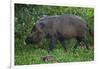 A Bornean Bearded Pig (Sus Barbatus)-Craig Lovell-Framed Photographic Print