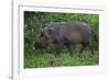 A Bornean Bearded Pig (Sus Barbatus)-Craig Lovell-Framed Photographic Print