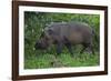 A Bornean Bearded Pig (Sus Barbatus)-Craig Lovell-Framed Photographic Print