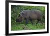 A Bornean Bearded Pig (Sus Barbatus)-Craig Lovell-Framed Photographic Print