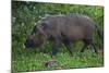 A Bornean Bearded Pig (Sus Barbatus)-Craig Lovell-Mounted Photographic Print