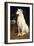 A Borzoi by a Chair-St. George Hare-Framed Giclee Print