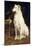 A Borzoi by a Chair-St. George Hare-Mounted Giclee Print