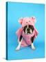 A Boston Terrier In A Pig Costume-graphicphoto-Stretched Canvas