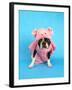 A Boston Terrier In A Pig Costume-graphicphoto-Framed Photographic Print