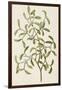 A Botanical Illustration Of a Plant. Mistletoe. a Hemi-parasitic Plant-null-Framed Giclee Print