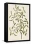 A Botanical Illustration Of a Plant. Mistletoe. a Hemi-parasitic Plant-null-Framed Stretched Canvas