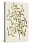 A Botanical Illustration Of a Plant. Mistletoe. a Hemi-parasitic Plant-null-Stretched Canvas