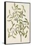 A Botanical Illustration Of a Plant. Mistletoe. a Hemi-parasitic Plant-null-Framed Stretched Canvas