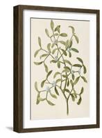 A Botanical Illustration Of a Plant. Mistletoe. a Hemi-parasitic Plant-null-Framed Giclee Print