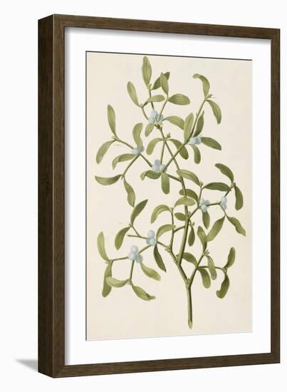 A Botanical Illustration Of a Plant. Mistletoe. a Hemi-parasitic Plant-null-Framed Giclee Print