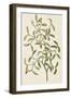 A Botanical Illustration Of a Plant. Mistletoe. a Hemi-parasitic Plant-null-Framed Giclee Print