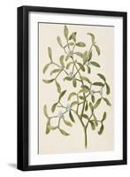 A Botanical Illustration Of a Plant. Mistletoe. a Hemi-parasitic Plant-null-Framed Giclee Print
