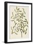 A Botanical Illustration Of a Plant. Mistletoe. a Hemi-parasitic Plant-null-Framed Giclee Print