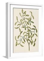 A Botanical Illustration Of a Plant. Mistletoe. a Hemi-parasitic Plant-null-Framed Giclee Print