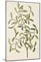 A Botanical Illustration Of a Plant. Mistletoe. a Hemi-parasitic Plant-null-Mounted Giclee Print