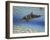 A Bottlenose Dolphin Swimming the Barrier Reef, Grand Cayman-Stocktrek Images-Framed Photographic Print
