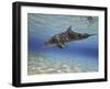 A Bottlenose Dolphin Swimming the Barrier Reef, Grand Cayman-Stocktrek Images-Framed Photographic Print