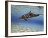 A Bottlenose Dolphin Swimming the Barrier Reef, Grand Cayman-Stocktrek Images-Framed Photographic Print