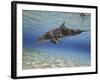 A Bottlenose Dolphin Swimming the Barrier Reef, Grand Cayman-Stocktrek Images-Framed Photographic Print