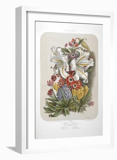 A Bouquet Of Flowers Including Crocuses and Lilies-Elisa Champin-Framed Giclee Print