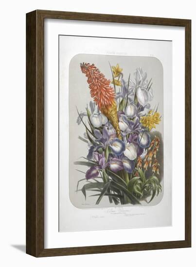 A Bouquet Of Flowers Including Irises-Elisa Champin-Framed Giclee Print