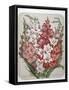 A Bouquet Of Flowers-Elisa Champin-Framed Stretched Canvas