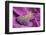 A Bouquet of Lavender Flowers on a Purple Canvas-Joe Petersburger-Framed Photographic Print