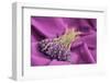 A Bouquet of Lavender Flowers on a Purple Canvas-Joe Petersburger-Framed Photographic Print