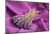 A Bouquet of Lavender Flowers on a Purple Canvas-Joe Petersburger-Mounted Photographic Print