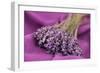 A Bouquet of Lavender Flowers on a Purple Canvas-Joe Petersburger-Framed Photographic Print