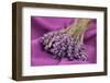 A Bouquet of Lavender Flowers on a Purple Canvas-Joe Petersburger-Framed Photographic Print