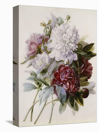 A Bouquet of Red, Pink and White Peonies-Pierre-Joseph Redouté-Stretched Canvas