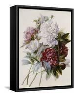 A Bouquet of Red, Pink and White Peonies-Pierre-Joseph Redouté-Framed Stretched Canvas