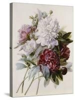 A Bouquet of Red, Pink and White Peonies-Pierre-Joseph Redouté-Stretched Canvas
