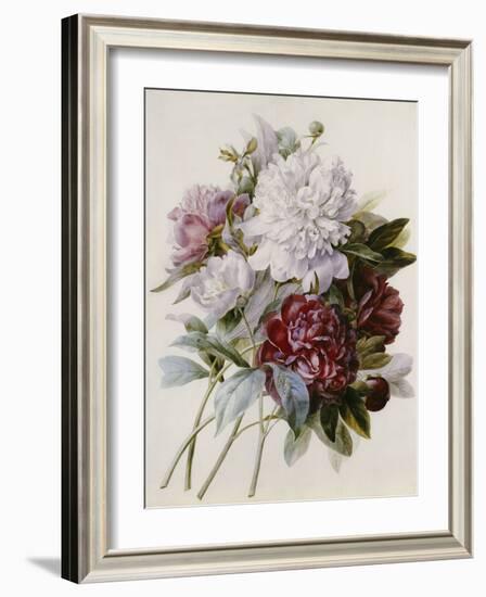 A Bouquet of Red, Pink and White Peonies-Pierre-Joseph Redouté-Framed Giclee Print