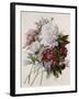 A Bouquet of Red, Pink and White Peonies-Pierre-Joseph Redouté-Framed Giclee Print