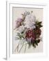 A Bouquet of Red, Pink and White Peonies-Pierre-Joseph Redouté-Framed Giclee Print