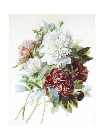 https://imgc.allpostersimages.com/img/posters/a-bouquet-of-red-pink-and-white-peonies_u-L-PPEBMI0.jpg?artPerspective=n