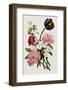 A Bouquet of Tulip and Peonies by Jean Louis Prevost-Fine Art Photographic-Framed Photographic Print