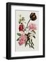 A Bouquet of Tulip and Peonies by Jean Louis Prevost-Fine Art Photographic-Framed Photographic Print