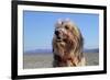 A Boy and His Dog-null-Framed Photo