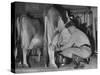 A Boy Milking a Cow-null-Stretched Canvas
