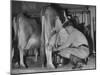 A Boy Milking a Cow-null-Mounted Photographic Print